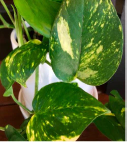 POTHOS EPIPREMNUM 200MM WITH TOTEM - Image 3