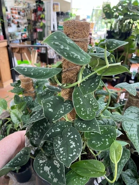 SILVER SATIN POTHOS on TOTEM - Image 3
