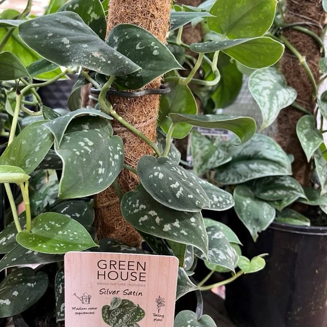SILVER SATIN POTHOS on TOTEM - Image 4