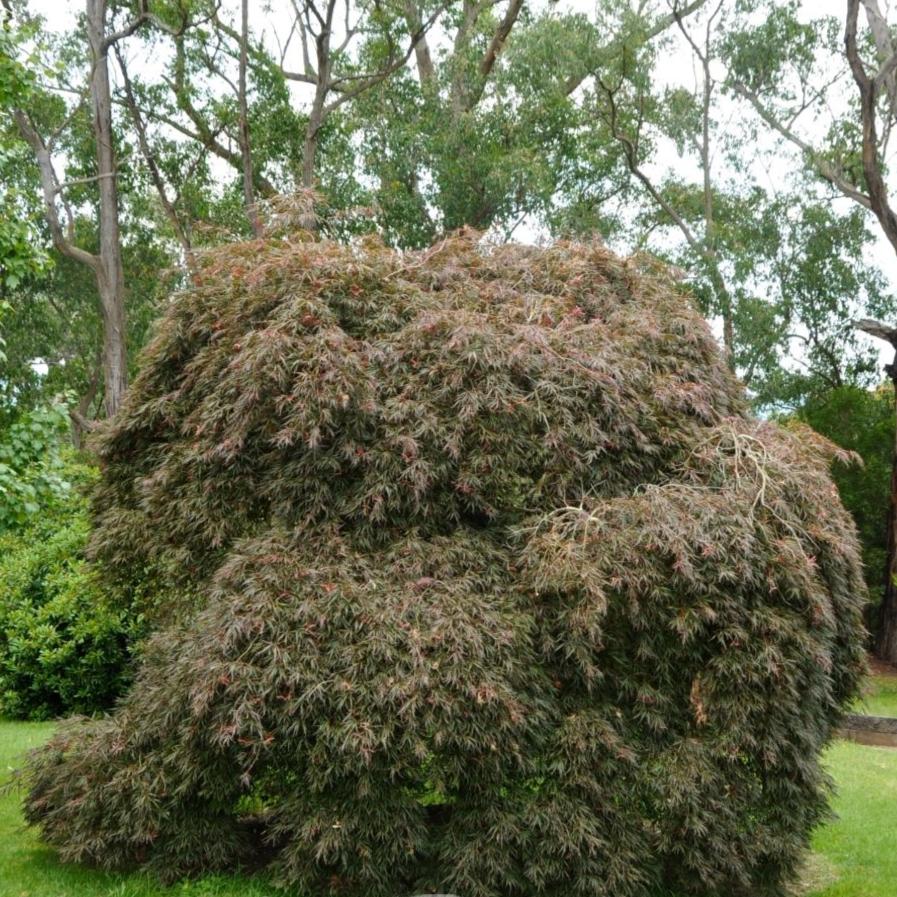 WEEPING MAPLE ATROPURPUREUM - Potted - Image 3