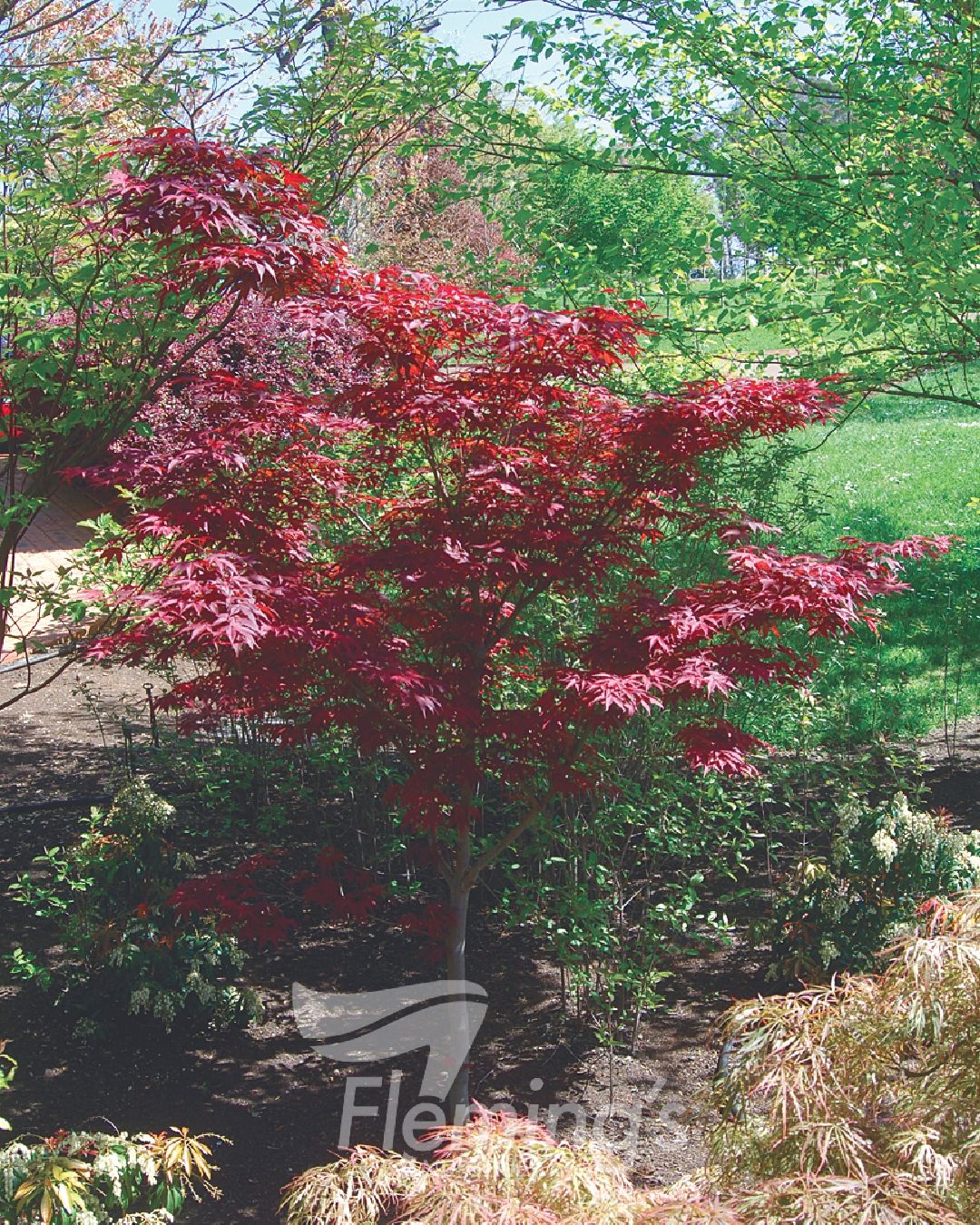 WEEPING MAPLE ATROPURPUREUM - Potted - Image 4