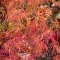 WEEPING MAPLE ATROPURPUREUM - Potted - Image 5