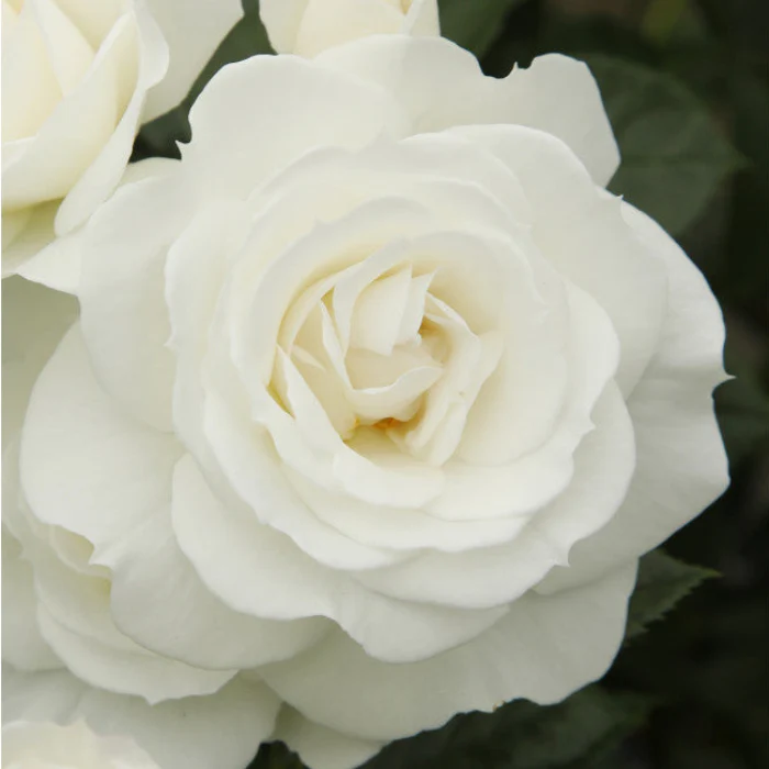 PRE ORDER - BABY SNOW WHITE - Bare Rooted