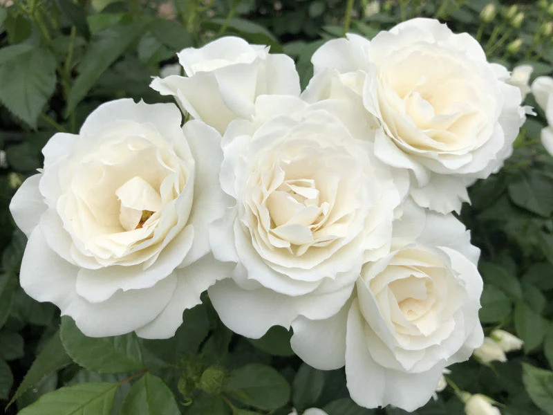 PRE ORDER - BABY SNOW WHITE - Bare Rooted - Image 2