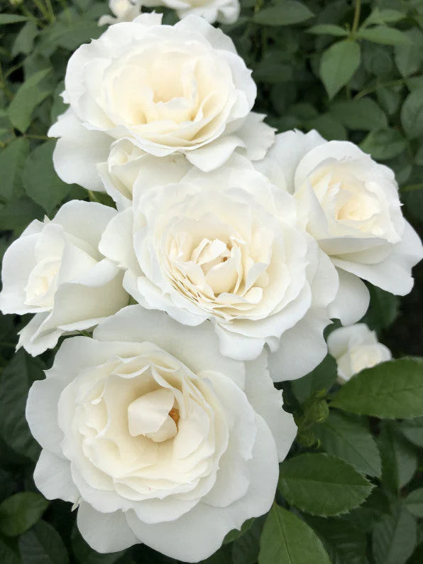 PRE ORDER - BABY SNOW WHITE - Bare Rooted - Image 3