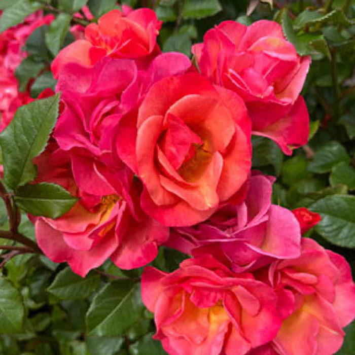 PRE ORDER - BEE SPICY - Bare Rooted