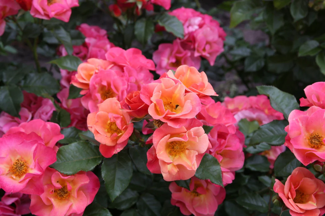 PRE ORDER - BEE SPICY - Bare Rooted - Image 3