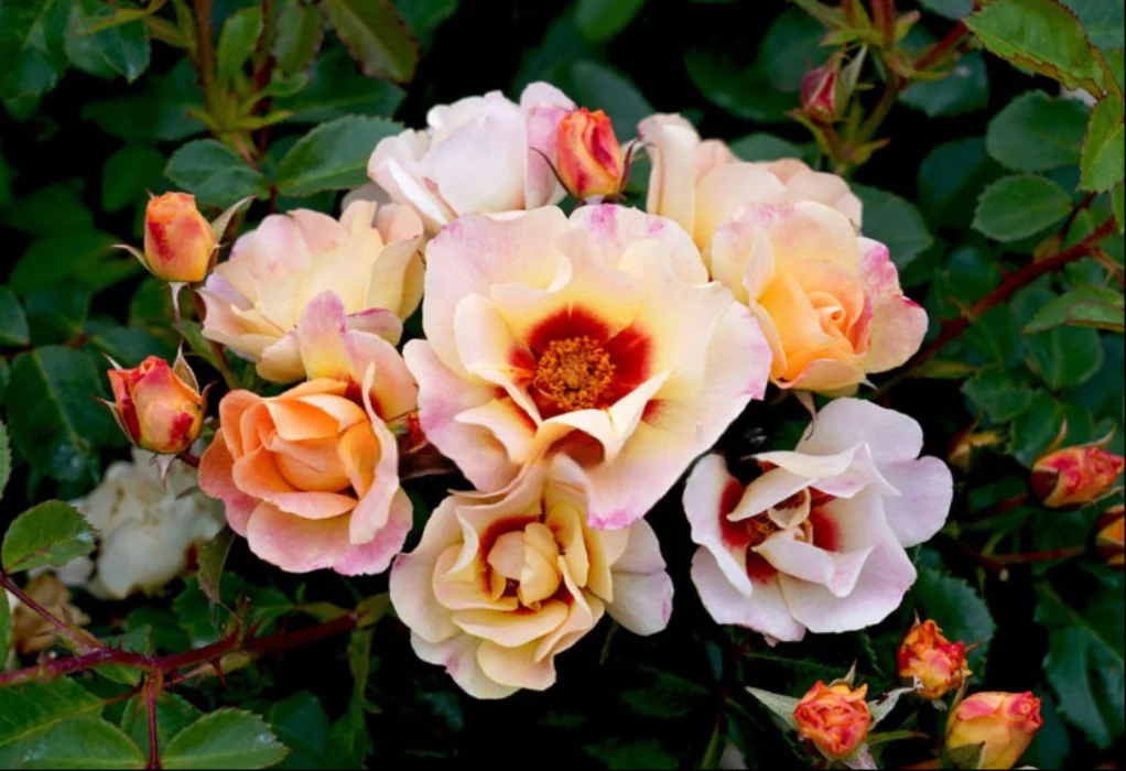 PRE ORDER - CLIMBING HARMONIZE - Bare Rooted - Image 3