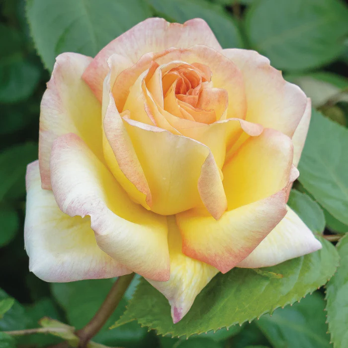 PRE ORDER - COURTNEY'S ROSE - Bare Rooted