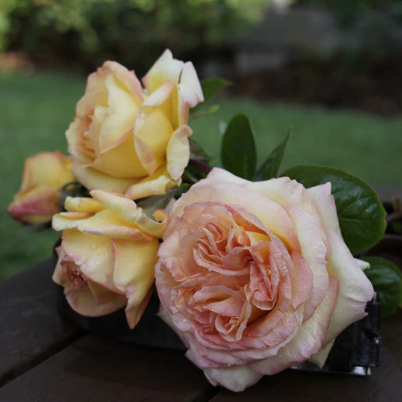 PRE ORDER - COURTNEY'S ROSE - Bare Rooted - Image 2