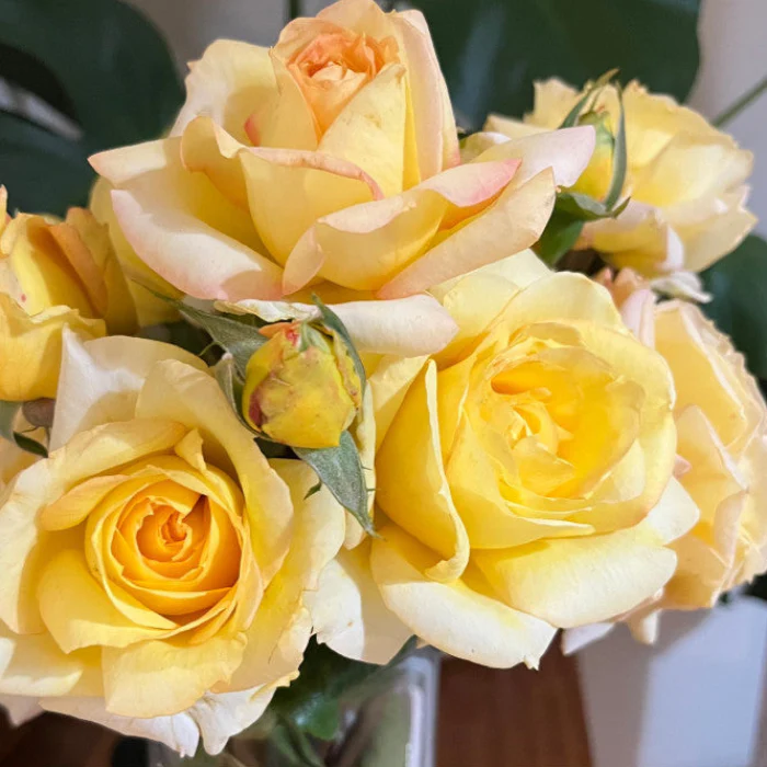 PRE ORDER - COURTNEY'S ROSE - Bare Rooted - Image 3