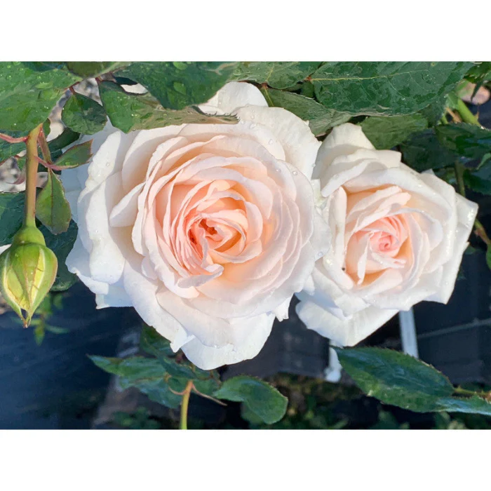 PRE ORDER - CREAMY PARFUMA - Bare Rooted - Image 2
