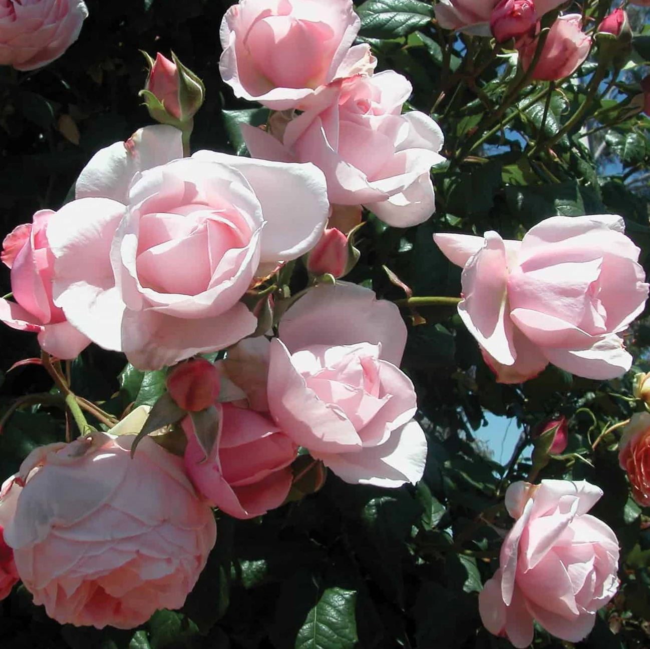 PRE ORDER - DELBARD NAHEMA CLIMBER - Bare Rooted