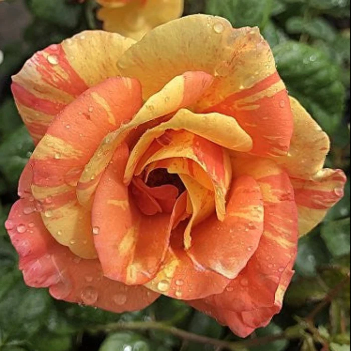 PRE ORDER - DELTA TIGER - Bare Rooted