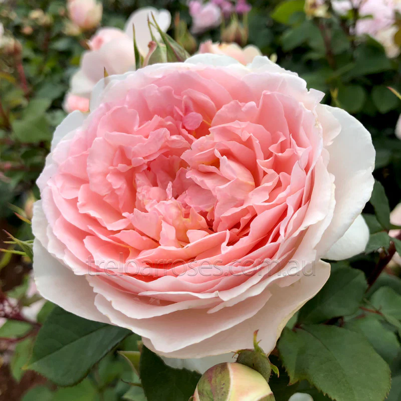 PRE ORDER - FAIRYTALE MAGIC - Bare Rooted