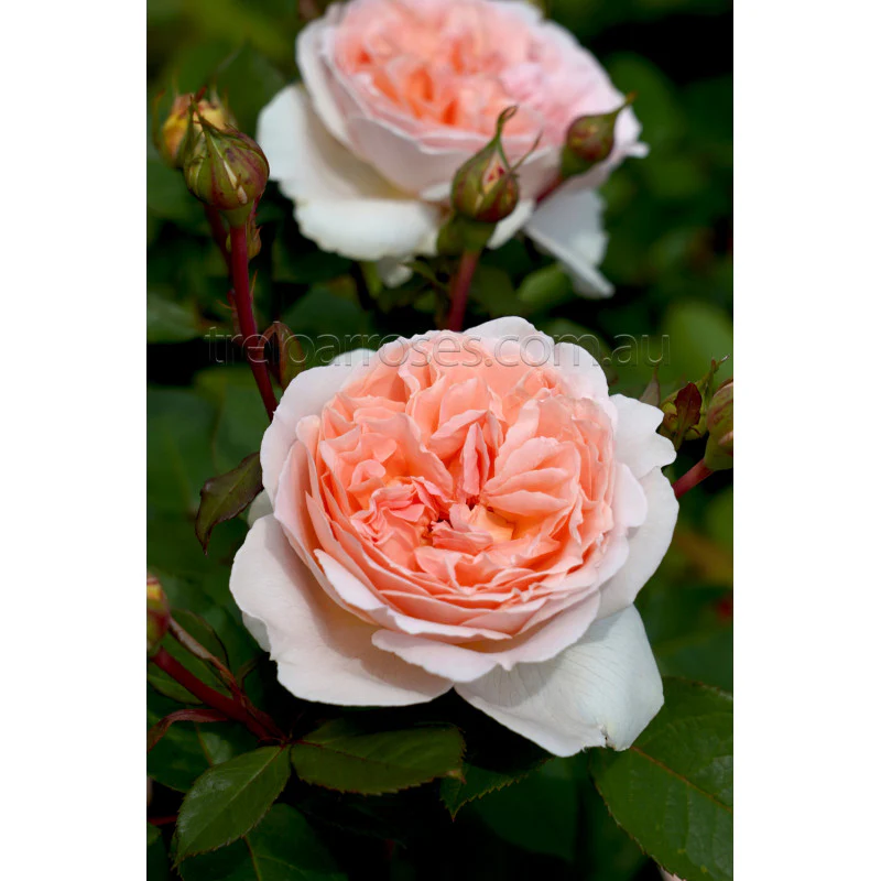 PRE ORDER - FAIRYTALE MAGIC - Bare Rooted - Image 3