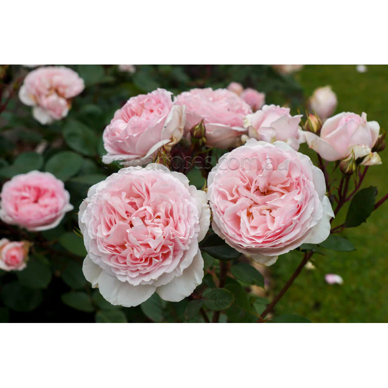 PRE ORDER - FAIRYTALE MAGIC - Bare Rooted - Image 4