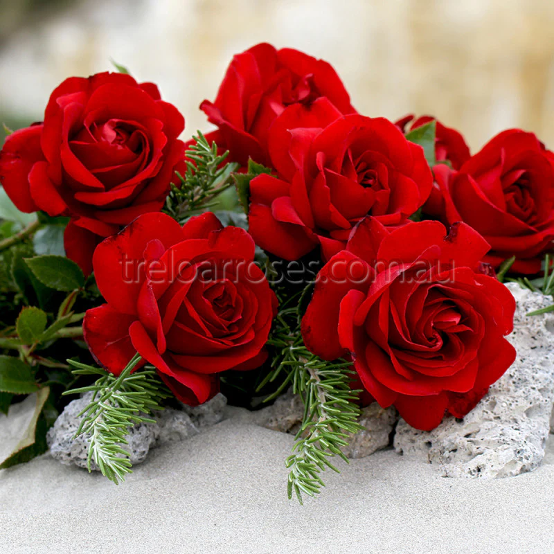 PRE ORDER - GALLIPOLI CENTENARY - Bare Rooted