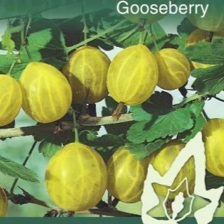 PRE ORDER - GOOSEBERRY CAPTIVATOR BAREROOTED - Bare Rooted