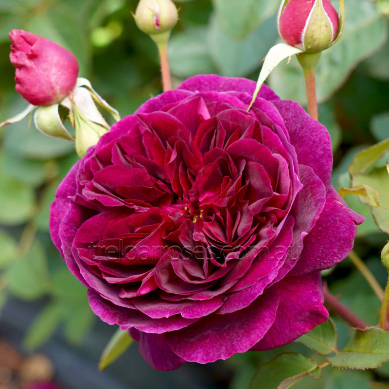 PRE ORDER - MUNSTEAD WOOD DA - Bare Rooted