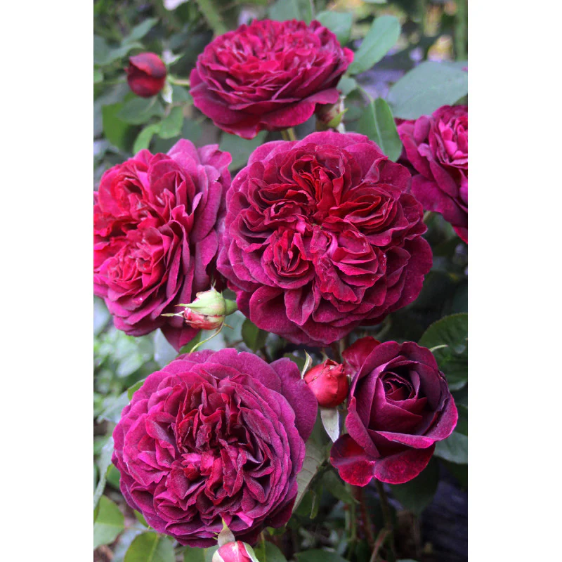 PRE ORDER - MUNSTEAD WOOD DA - Bare Rooted - Image 2
