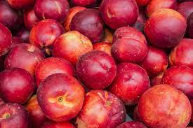 PRE ORDER - NECTARINE DWARF CRIMSON BABY - Bare Rooted - Image 3