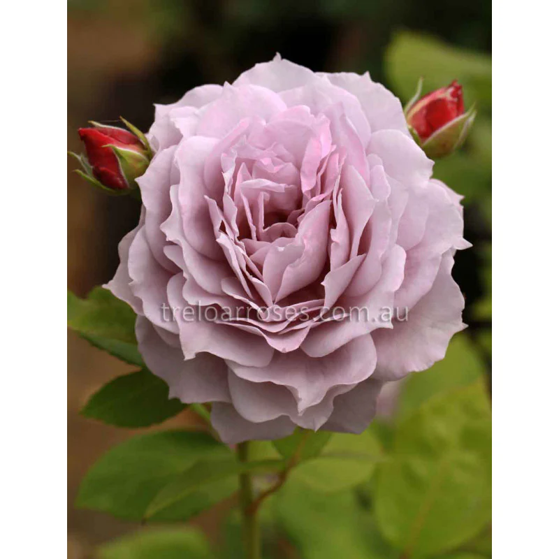 PRE ORDER - NOVALIS - Bare Rooted - Image 2