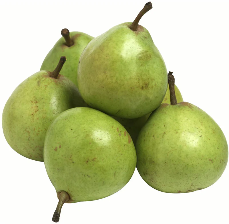 PRE ORDER - PEAR JOSEPHINE DE MALINES - Bare Rooted - Image 3