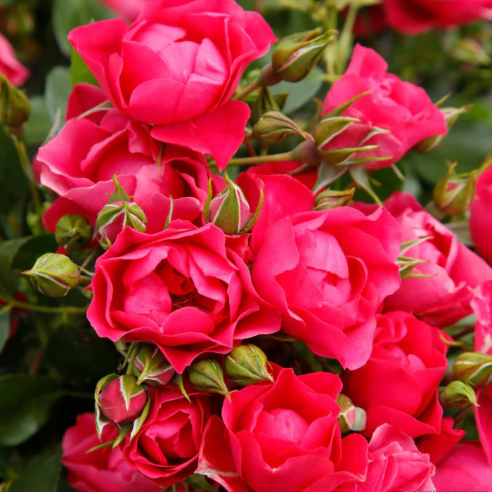 PRE ORDER - PINK FOREST ROSE - Bare Rooted