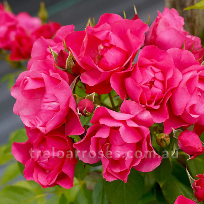 PRE ORDER - PINK FOREST ROSE - Bare Rooted - Image 2