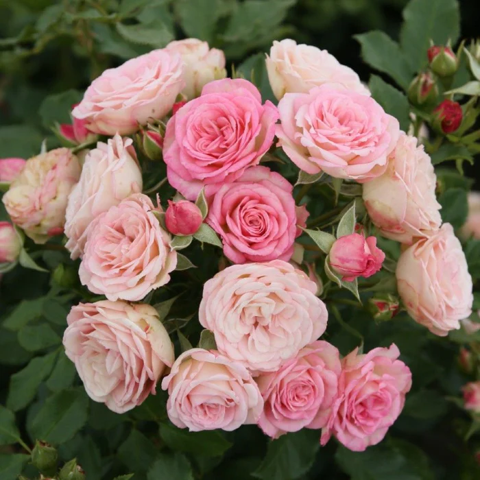 PRE ORDER - XENIA - Bare Rooted