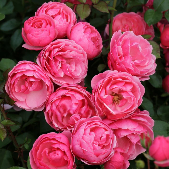 PRE ORDER - POMPONELLA - Bare Rooted