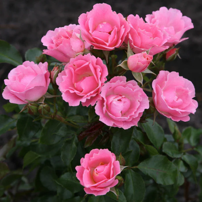 PRE ORDER - ROSELINA - Bare Rooted