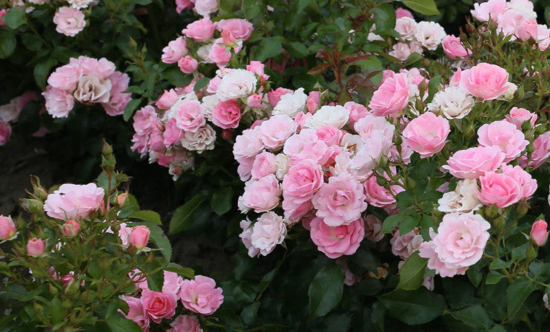 PRE ORDER - ROSELINA - Bare Rooted - Image 3