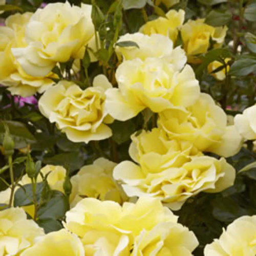 PRE ORDER - SMOOTH GOLDEN ICEBERG - Bare Rooted