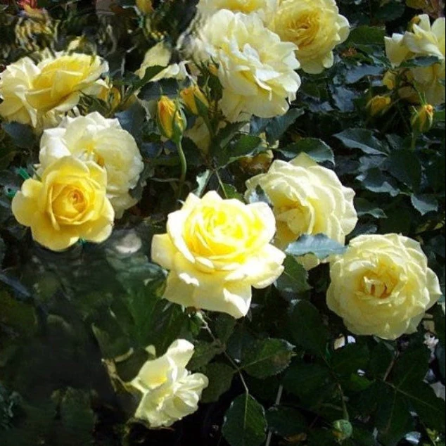 PRE ORDER - SMOOTH GOLDEN ICEBERG - Bare Rooted - Image 2