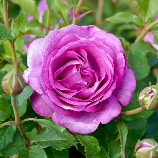 PRE ORDER - STD ADORABLE - Bare Rooted