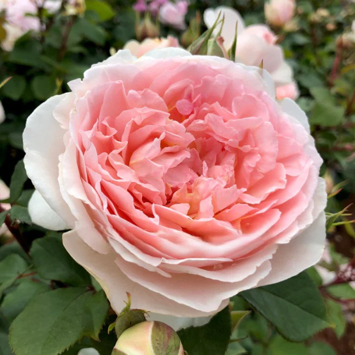PRE ORDER - STD FAIRYTALE MAGIC - Bare Rooted