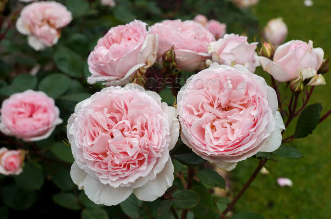 PRE ORDER - STD FAIRYTALE MAGIC - Bare Rooted - Image 2