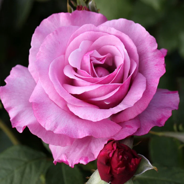 PRE ORDER - STD NEPTUNE - Bare Rooted