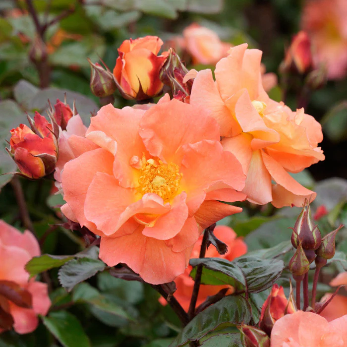 PRE ORDER - SUNBURST GLOW - Bare Rooted