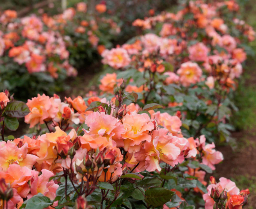 PRE ORDER - SUNBURST GLOW - Bare Rooted - Image 2