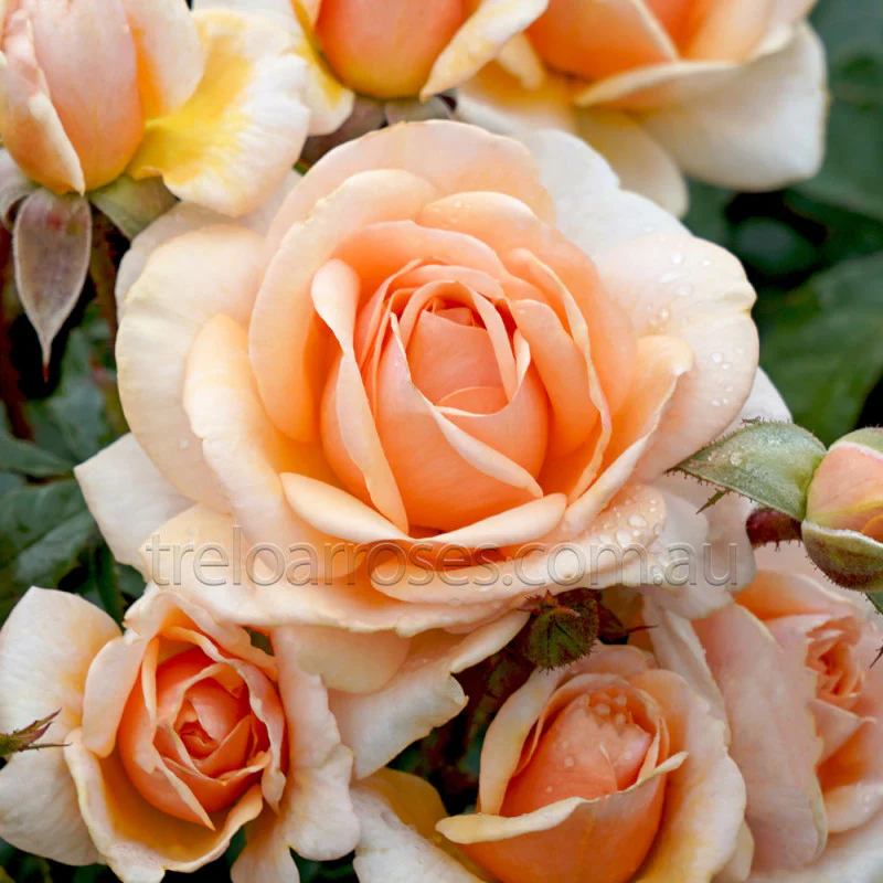 PRE ORDER - SWEET HONEY - Bare Rooted