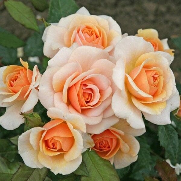 PRE ORDER - SWEET HONEY - Bare Rooted - Image 2