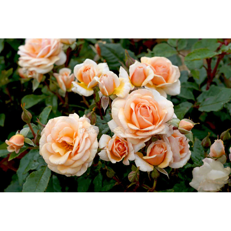 PRE ORDER - SWEET HONEY - Bare Rooted - Image 3