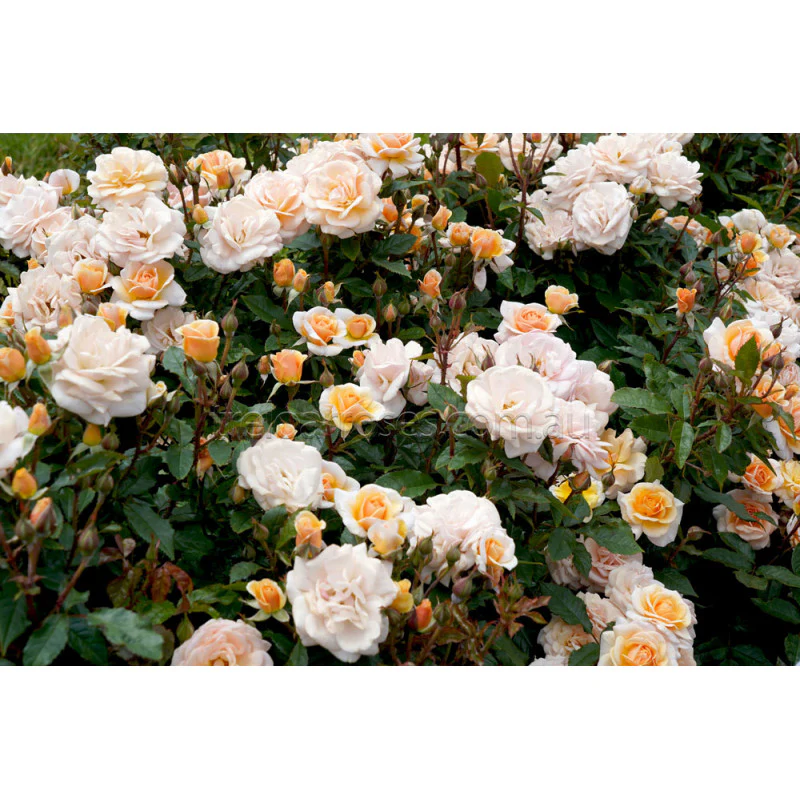 PRE ORDER - SWEET HONEY - Bare Rooted - Image 4