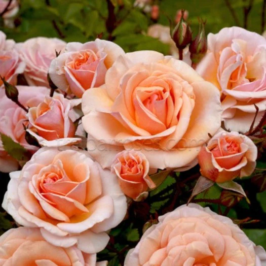 PRE ORDER - SWEET HONEY - Bare Rooted - Image 5