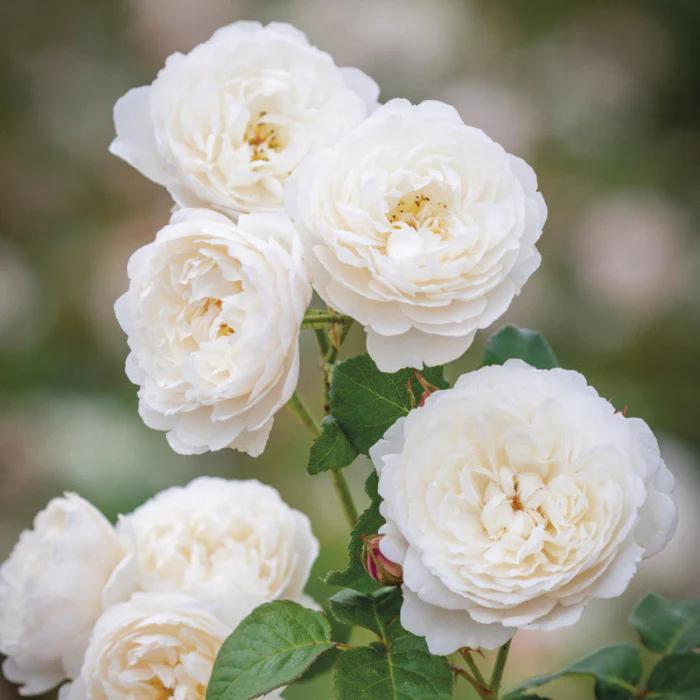 PRE ORDER - WILLIAM & CATHERINE DA - Bare Rooted