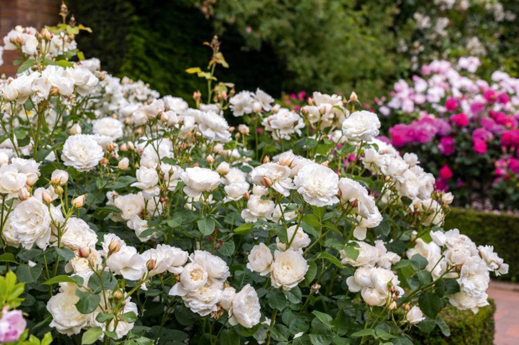 PRE ORDER - WILLIAM & CATHERINE DA - Bare Rooted - Image 2