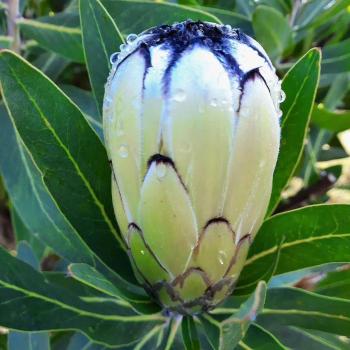 PROTEA CREAM MINK